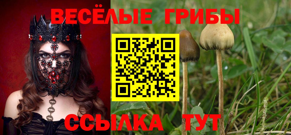 хочу   Вход с VPN  Дальнегорск  Псилоцибиновые грибы MAGIC MUSHROOMS 